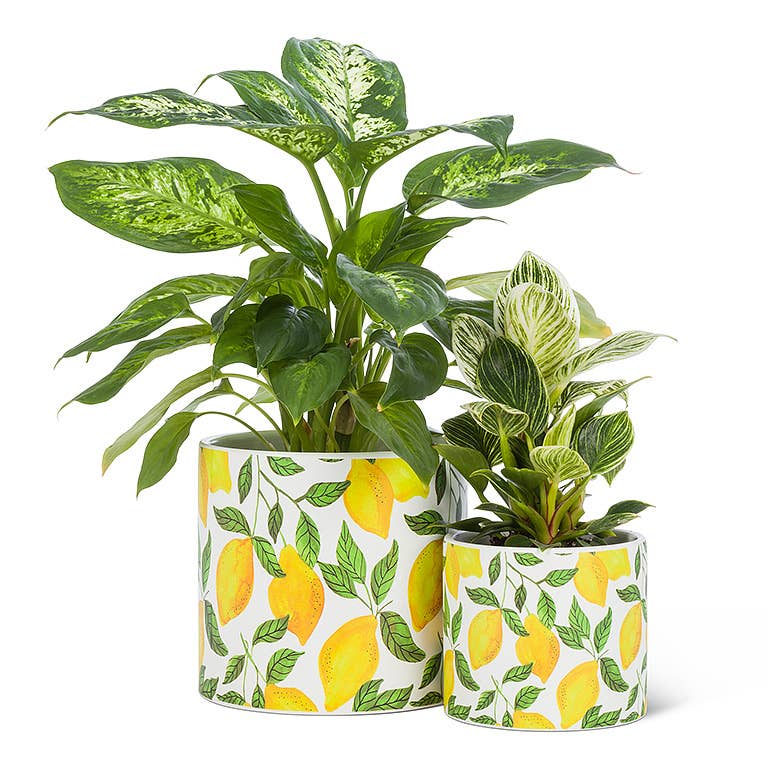 Sm Sunny Lemons Planter-4.5"D