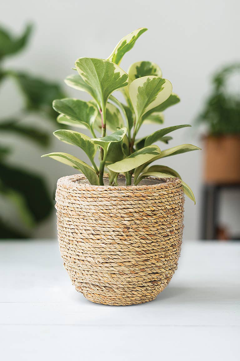 Sm Seagrass Covered Planter-6"D